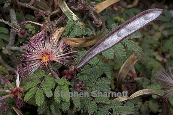 calliandra eriophylla 3 graphic